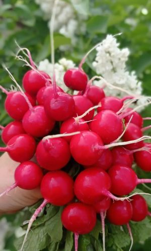 Редис СКАРЛЕТ ГЛОБ