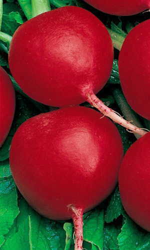 Редис СОФИТ