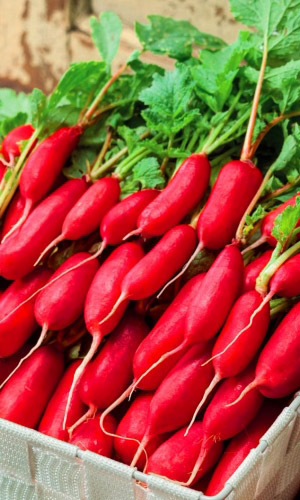 Редис ТУРИН &mdash; Долгожданный гость из Италии! Бесподобного вкуса, хрустящий, нежный, мякоть без пустот! Дружный, богатый урожай!