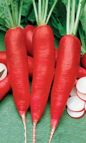 Редька ЛАДУШКА