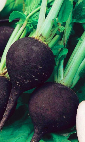 Редька ЗИМНЯЯ ЧЁРНАЯ КРУГЛАЯ