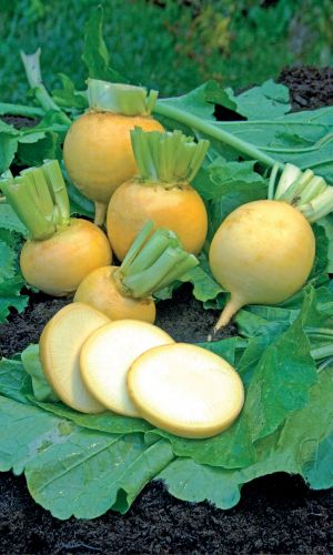 Репа КАРАМЕЛЬКА