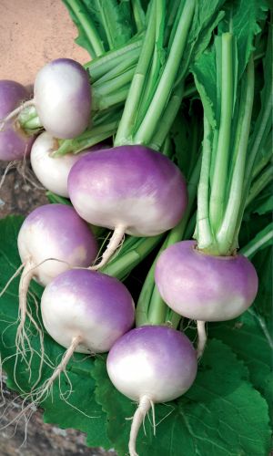 Репа МУЛАТКА