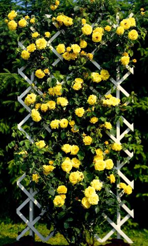 Роза ЗОЛОТЫЕ ЛИВНИ