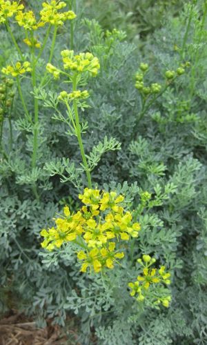 Рута КРУЖЕВНИЦА