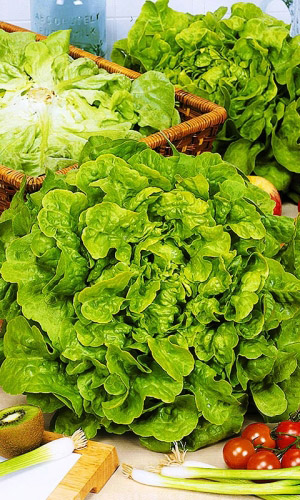 Салат БОГАТАЯ ГРЯДКА