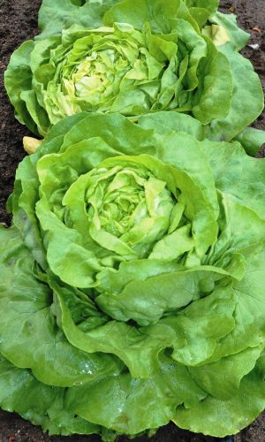 Салат КОРОЛЬ