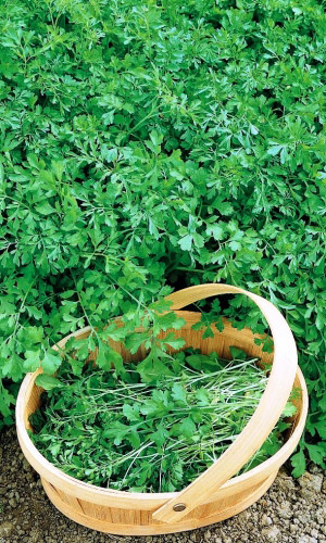 Салат кресс-салат ТЁЩИН СЕКРЕТ