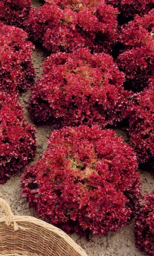 Салат МАХАГОН