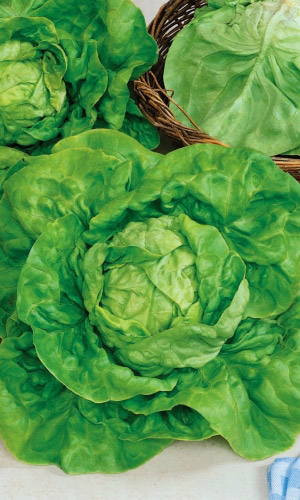 Салат РУССКИЙ ДЕЛИКАТЕС кочанный