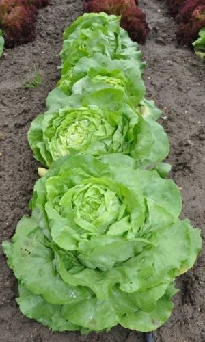 Салат ТАРЗАН