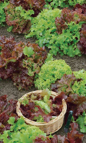 Салат ЯРКИЕ ВИТАМИНКИ