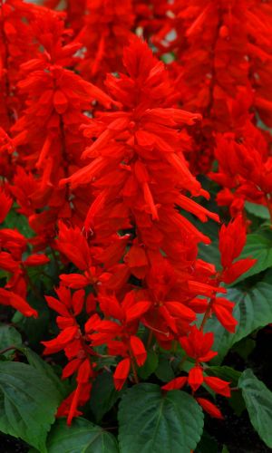 Сальвия сверкающая МАГИЯ ОГНЯ