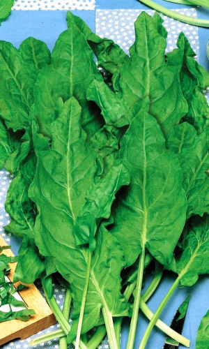 Щавель БАБУШКИНЫ ПИРОЖКИ