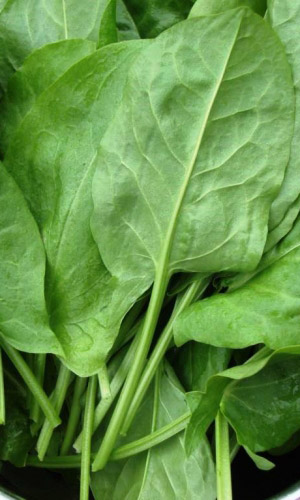 Щавель КРУПНОЛИСТНЫЙ