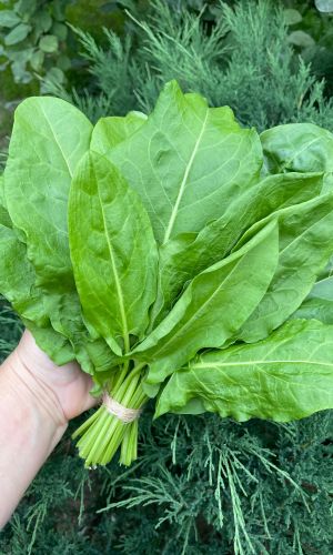 Щавель ЛЕГЕНДА СИБИРИ &mdash; Хорошо отрастает после зимовки и срезки! Урожайность до 5,6 кг/кв.м!