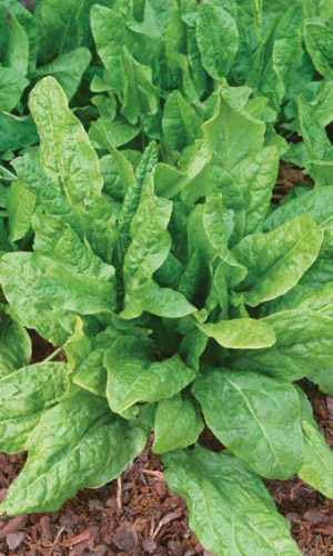 Щавель РУССКИЕ ЗЕЛЁНЫЕ ЩИ