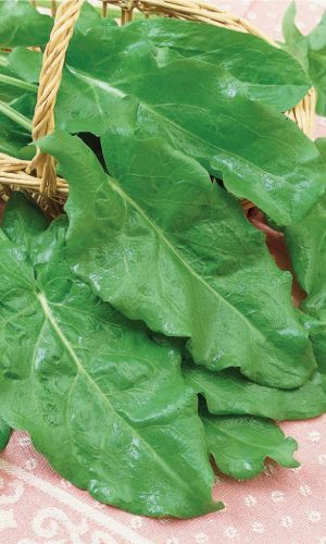 Щавель ШИРОКОЛИСТНЫЙ