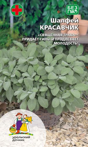 Шалфей КРАСАВЧИК &mdash; Придаёт силы и продлевает молодость!
