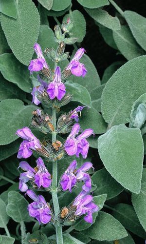 Шалфей лекарственный КУБАНЕЦ &mdash; Красиво, вкусно и полезно!