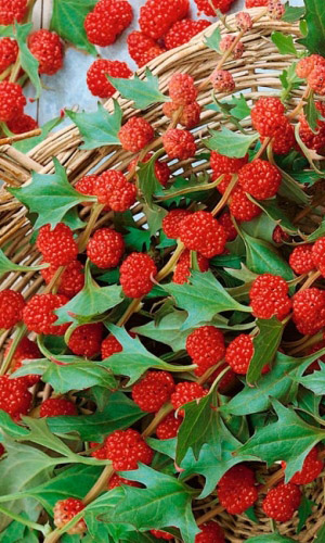 Шпинат ЗЕМЛЯНИЧНЫЙ