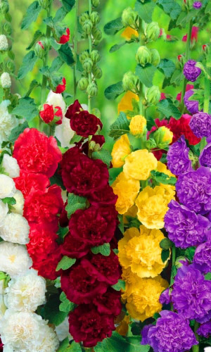 Шток-роза ЧАТЕРЗ