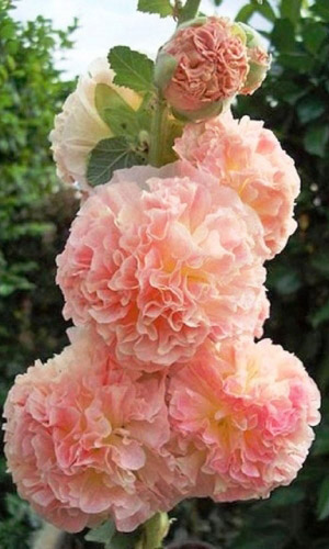 Шток-роза РОЗОВАЯ ЗАМША