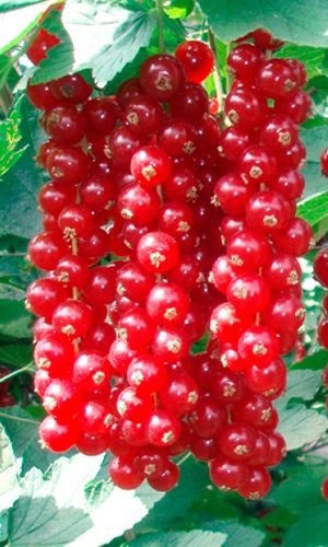 Смородина ДЖОНКЕР ВАН ТЕТС &mdash; Красная