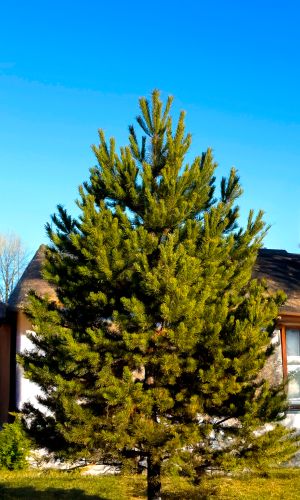 Сосна ОБЫКНОВЕННАЯ