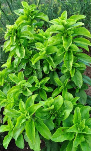 Стевия УСЛАДА &mdash; Лучшая замена сахара! Можно использовать свежим, засушенным и виде сиропа! Для людей с эндокринными заболеваниями!