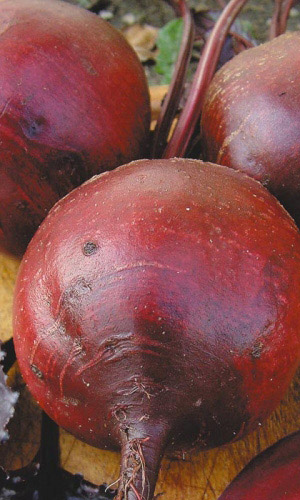 Свёкла ОДНОРОСТКОВАЯ