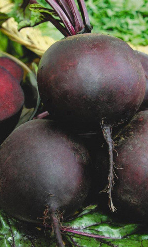 Свёкла ТЁМНАЯ ЛОШАДКА