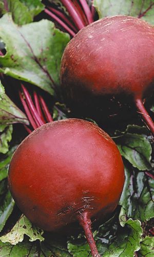 Свёкла ТЁМНАЯ НОЧЬ