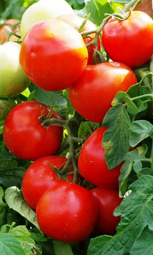 Томат ВЗРЫВ