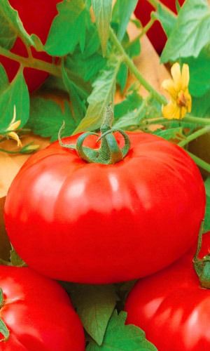 Томат АЛЫЕ ПАРУСА &mdash; Раннеспелый! Крупноплодный! Неприхотливый!