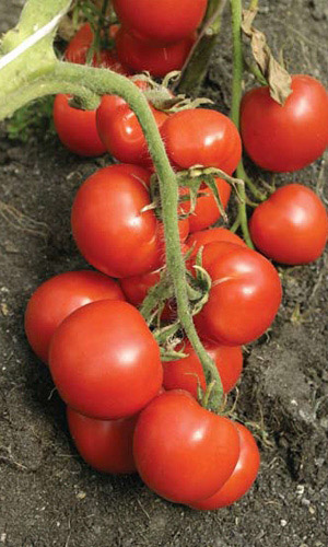 Томат БЕЗРАССАДНЫЙ