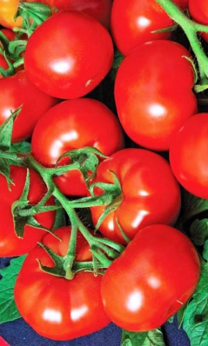 Томат БУМЕРАНГ F1 &mdash; Максимальный урожай без химии! Благородный, деликатесный вкус! Дружная и интенсивная отдача урожая! Не растрескивается!