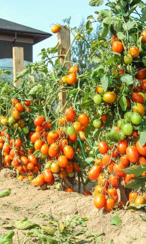 Томат ЧУДО НА ЗАСОЛ