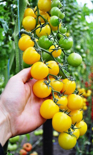 Томат ДУБЛОН ЗОЛОТОЙ