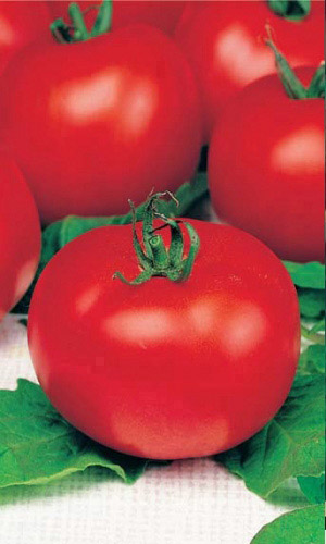 Томат ДУБРАВА &mdash; Крепкий с надёжной урожайностью!