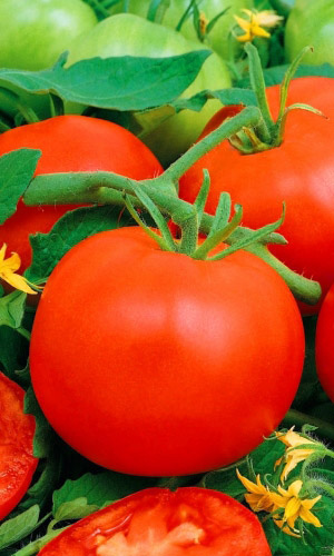 Томат ЭНЕРГО F1
