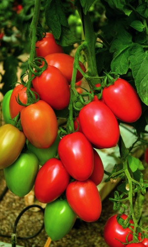 Томат ФИТОУС &mdash; Фитофтороустойчивый!