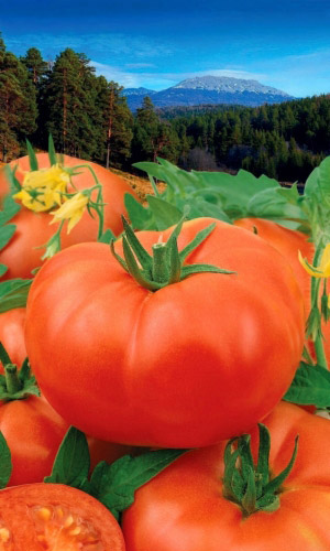 Томат ГОРДОСТЬ УРАЛА