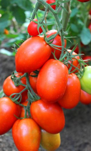 Томат ГУСАР &mdash; Устойчив к болезням! Сибирская селекция! Не требует подвязки и пасынкования! Засолочное чудо!