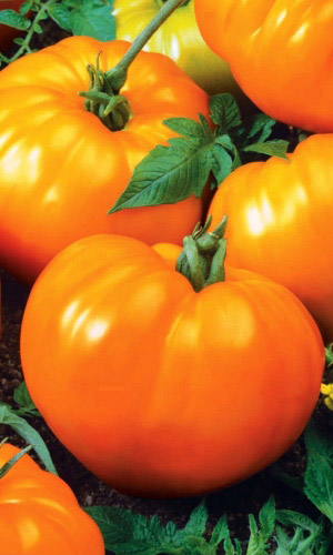 Томат ИЛЬЯ МУРОМЕЦ &mdash; Сладкие золотисто-жёлтые плоды богатырского размера!