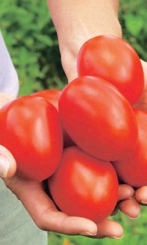 Томат ИСПАНСКИЙ ГИГАНТ &mdash; Возьми не пожалеешь! Сорт формирует крупные кубовидные плоды, прекрасно подходит для переработки на соки, кетчупы, лечо и другие фирменные заготовки хозяек!