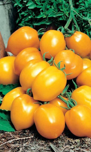 Томат ИСПАНСКИЙ ЗОЛОТОЙ