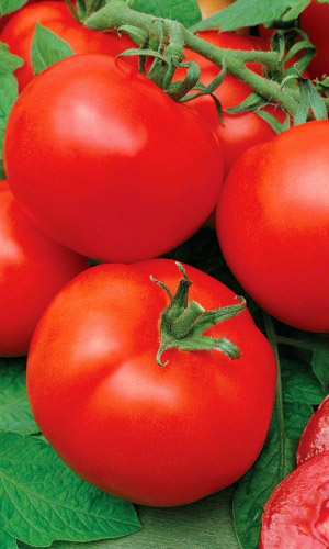 Томат КАДРИЛЬ F1