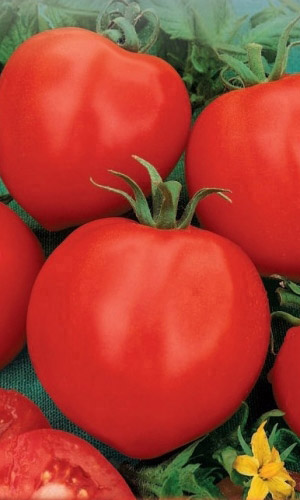 Томат КАНАРЫ