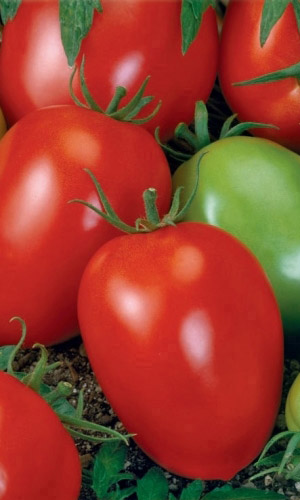 Томат КАНОПУС &mdash; Сибирская селекция! Засухоустойчивый, пластичный сорт! Массой до 400 г!